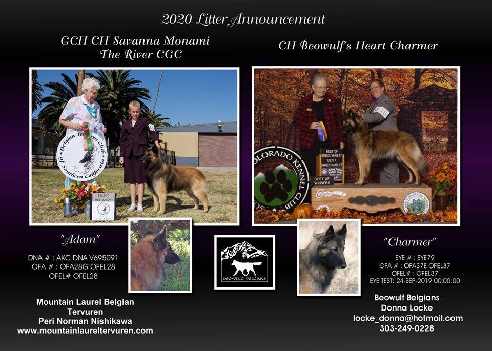 "Love Litter" by GCH Savanna Monami The River "Adam" and CH Beowulf's Heart Charmer "Charmer"